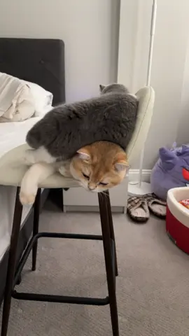 milo is so sweet to just deal with it 😭🤣  #britishshorthair #britishshorthairkittens #cat #catsoftiktok #cattok 