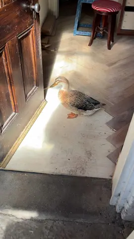 Violet. #ducks #animals #ducky 