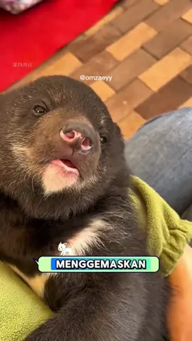 Dari kecil, beruang hitam ini memang terkenal jahil. Kadang manjain anak harimau, kadang iseng menamparnya. Meski usil, tingkahnya selalu bikin gemas. Tapi hati-hati, kalau urusan makan, dia bisa jadi galak dan tak sabaran. Saat dewasa, kecerdasannya makin terlihat—bisa meniru gerakan manusia dan punya banyak trik untuk menarik perhatian. #BeruangHitam #AnakHarimau #HewanLucu #HewanMenggemaskan