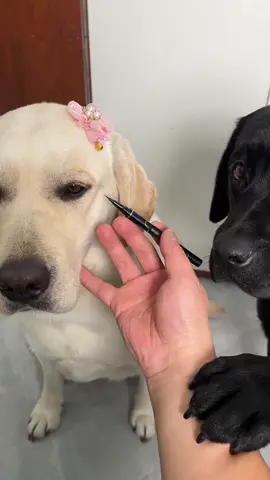 Whose beauty is this?#olebrandselect #dog 