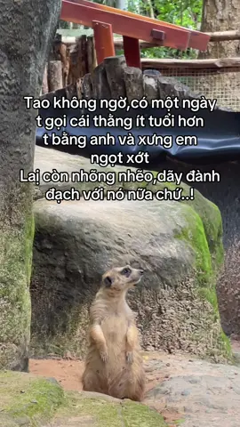 Không chịu phải chịu thôi#GreenCreator #VinWonders #WonderSummer2025 #dulich #nlx1sws 