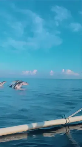 Pantai Lovinaaa!! cuma 150rb naik kapal dr hotel kalian nginep d pinggir lovina, udah bs dapet view kayak gini. bisa berenang juga sama dolphins nyaa! ke bali jgn cuma ke daerah bawah doangg #pantailovina #lovinabeach #dolphins #lumbalumbalovina 