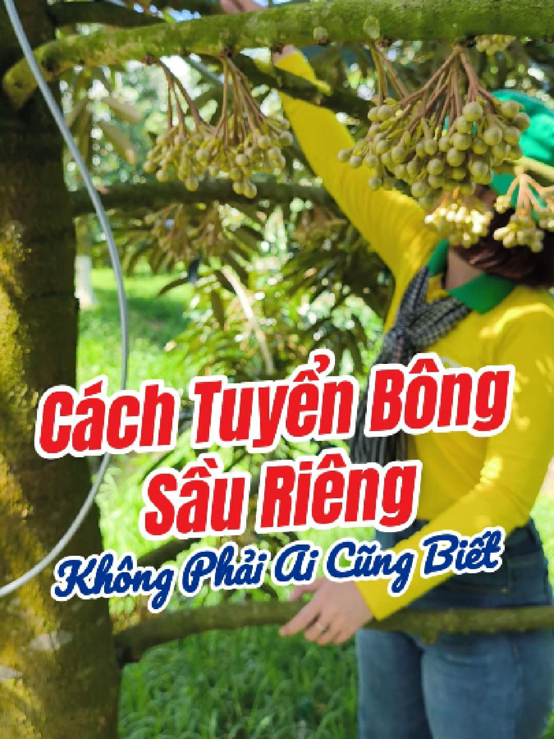Cách Tuyển Bông Sầu Riêng Đúng Cách #welofarm #kythuatchamsoccaytrong #kythuatwelofarm #kythuatsautieng #lambongsauriengmuanghich #lambongkhonghoachat