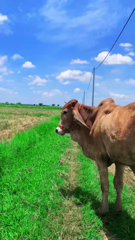 កូនអ្នកស្រែ🌾🤍