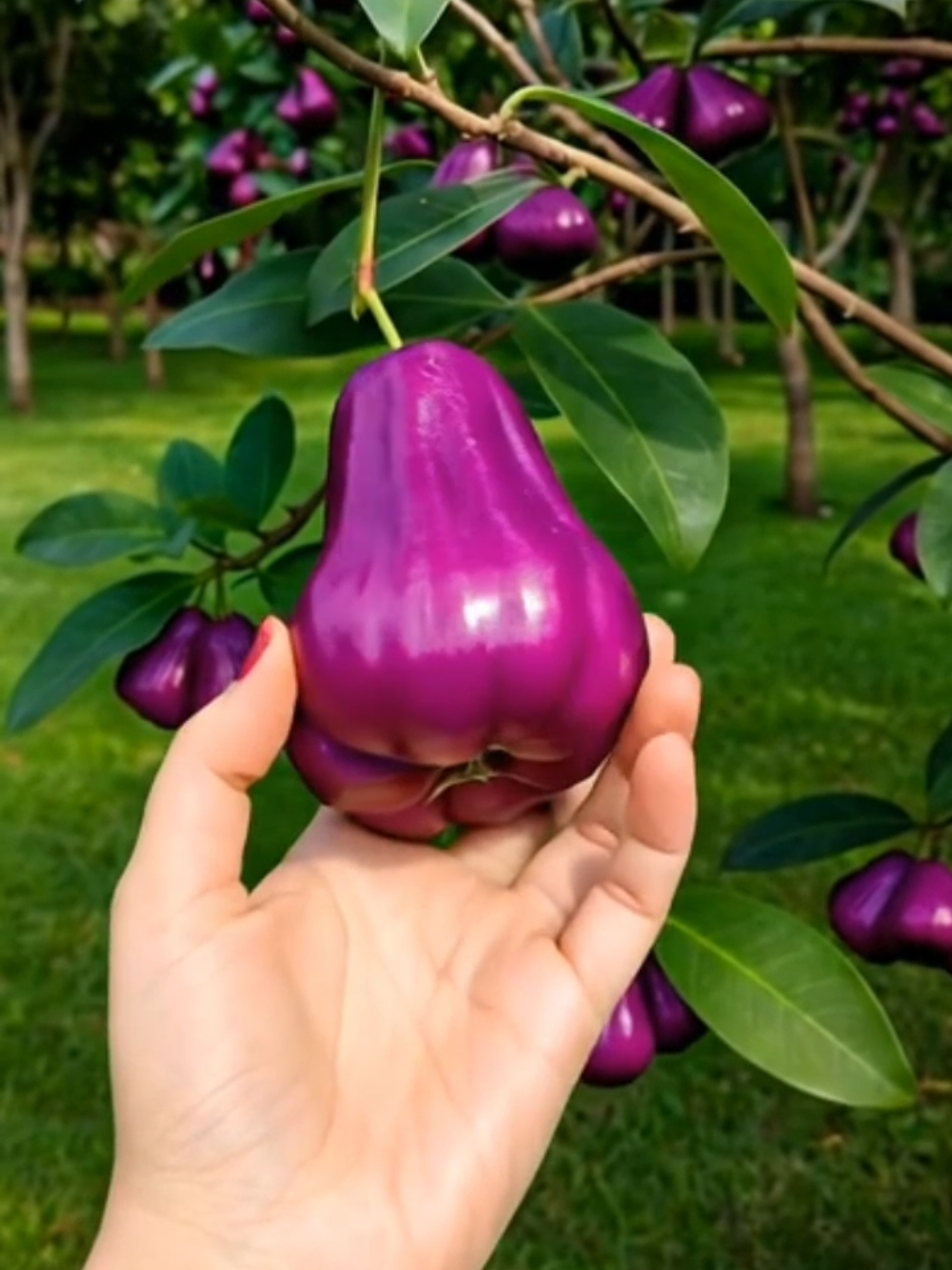 Bibit jambu air ungu eksotik dengan rasa manis, tekstur renyah, dan warna yang memikat. #BibitJambuAirUngu #JambuAirLangka #TanamanBuah #BibitBuah #BuahUngu 