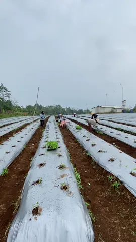 proses tanam cabe ori🌶️#petanimuda #barahel #anaktani #asfarm #masukberanda 