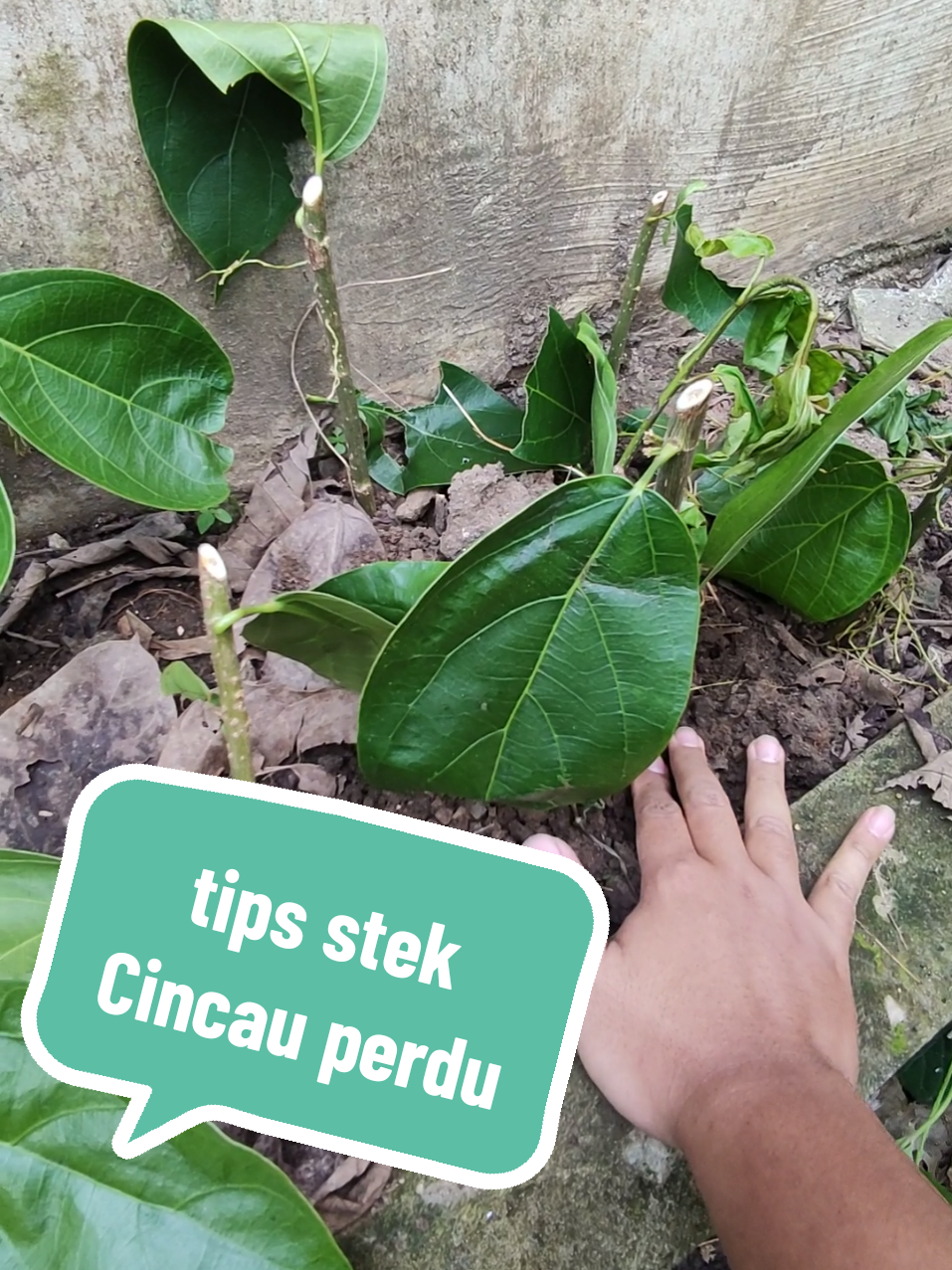 Tips tanam stek Cincau perdu 🤠 Ini menurut versi dan pengalaman saya yah, bukan bermaksud menggurui hanya saling berbagi tips saja 😬. Jika mulai menancapkan batang stek, usahakan pada media tanam yang sudah jadi dan padat. Bisa tanam pada tanah bedengan bekas menanam, atau bisa langsung tancapkan pada pot tanaman lain. Langkah ini memperbesar kemungkinan untuk berhasil tumbuh, daripada kita menanam pada media tanam wadah atau polybag yang baru saja kita siapkan. Mungkin tips ini bisa dicoba bagi teman2 yang mungkin masih gagal atau kesulitan dalam melakukan stek Cincau perdu 🤠.  Semoga membantu,  Thankyou for watching ✨🤠 #cincauperdu #stekcincau #stek #stektanaman #stekbatang #tips #berkebun #menanam #carastek #dauncincau #bibitcincau 