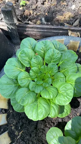 besti yeayyyy #berkebun #fyp #fyppppppppppppppppppppppp 