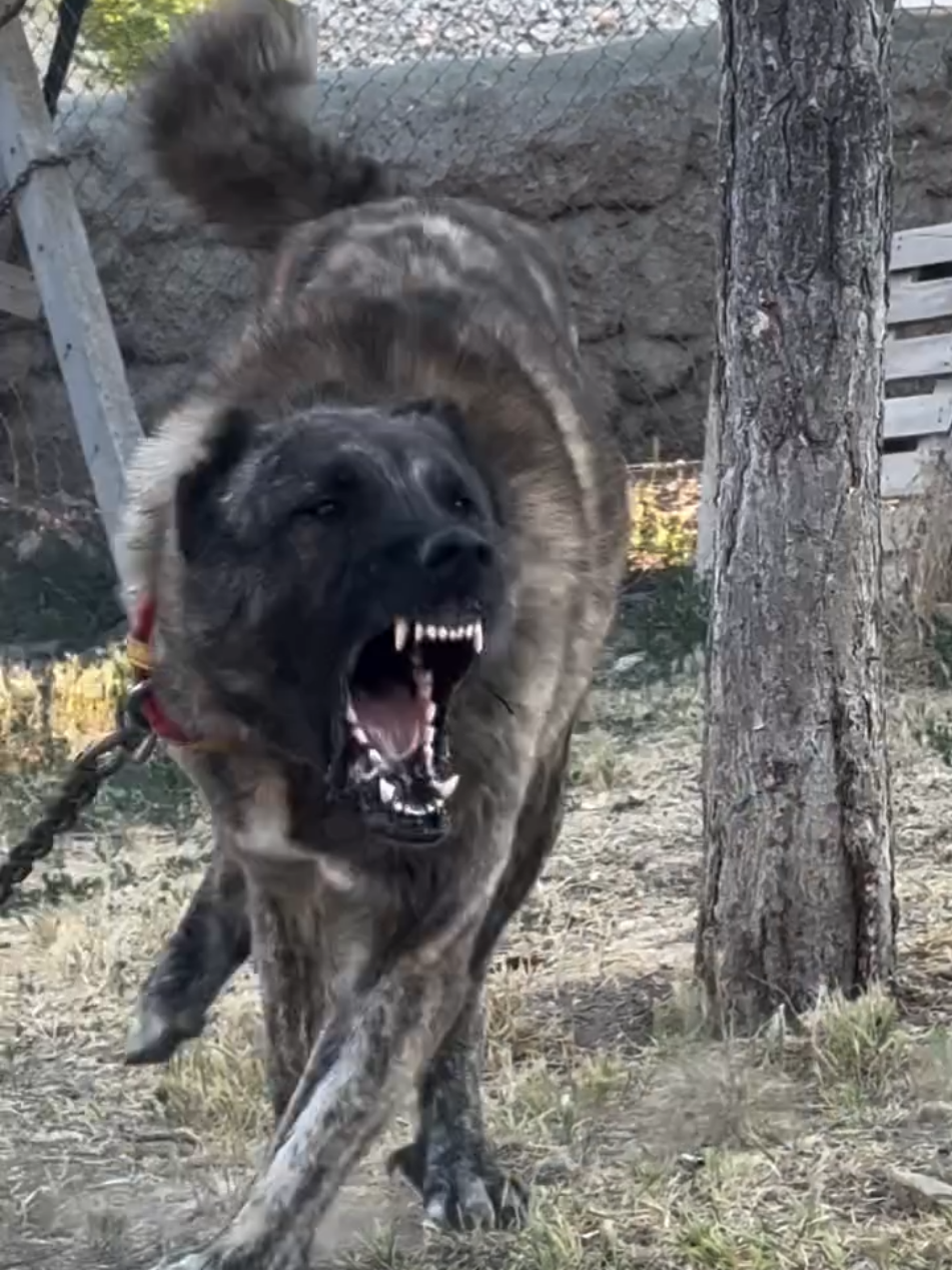 😍😍😍 #albania #qensharri #illyrianshepherd #deltarilir #kangal 