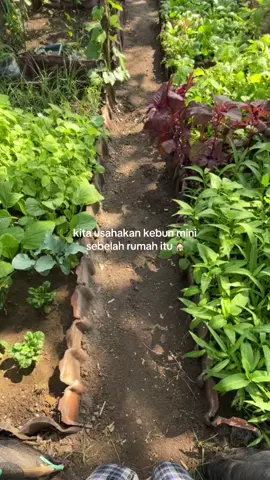 kecil tapi bikin tenang🌿🪴✨ #minivlog #menanam #menanamdirumah #village #fyp 