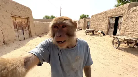 Tag Bilal 😂🤣🤣 #monkeyvideos #fyp #desivlog #viral #fyp 