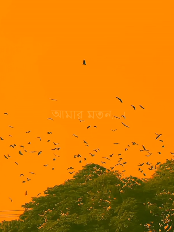 আমার মতোন কে আছে বলো 🖤🕊️#foryou #fyp #lyricsvideo #lyrics_songs #lyrics 