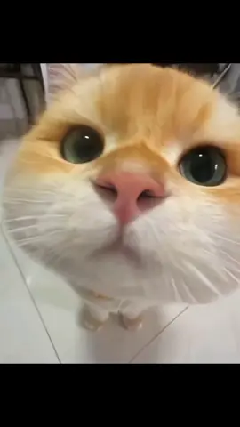 lah kok enakkkk #kucing #kucinglucu #kucingtiktok #kucingjoget #kucingviral 