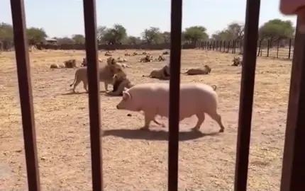 The lions didn’t want a bite #fyp #viral #lion #pig 