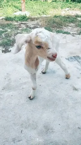 bo som beken heran ini Depe kaki bo 3 🤣 #gorontalotiktok #fyppppppppppppppppppppppp 