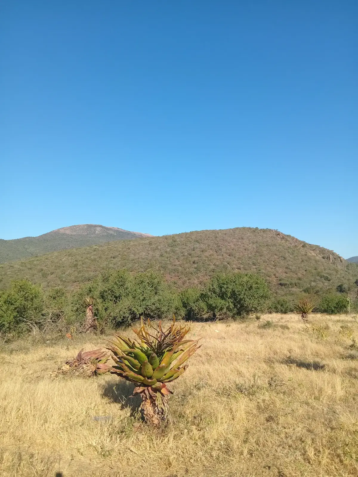 #indlandlalazi_yomkhonyovu #phumlani_hlongwane