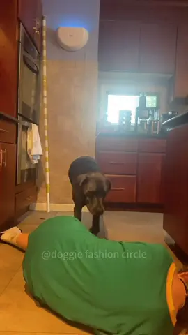 Pretend to faint and see how the dog reacts #funnyvideo #dog #dogsoftiktoks #pet #foryou 