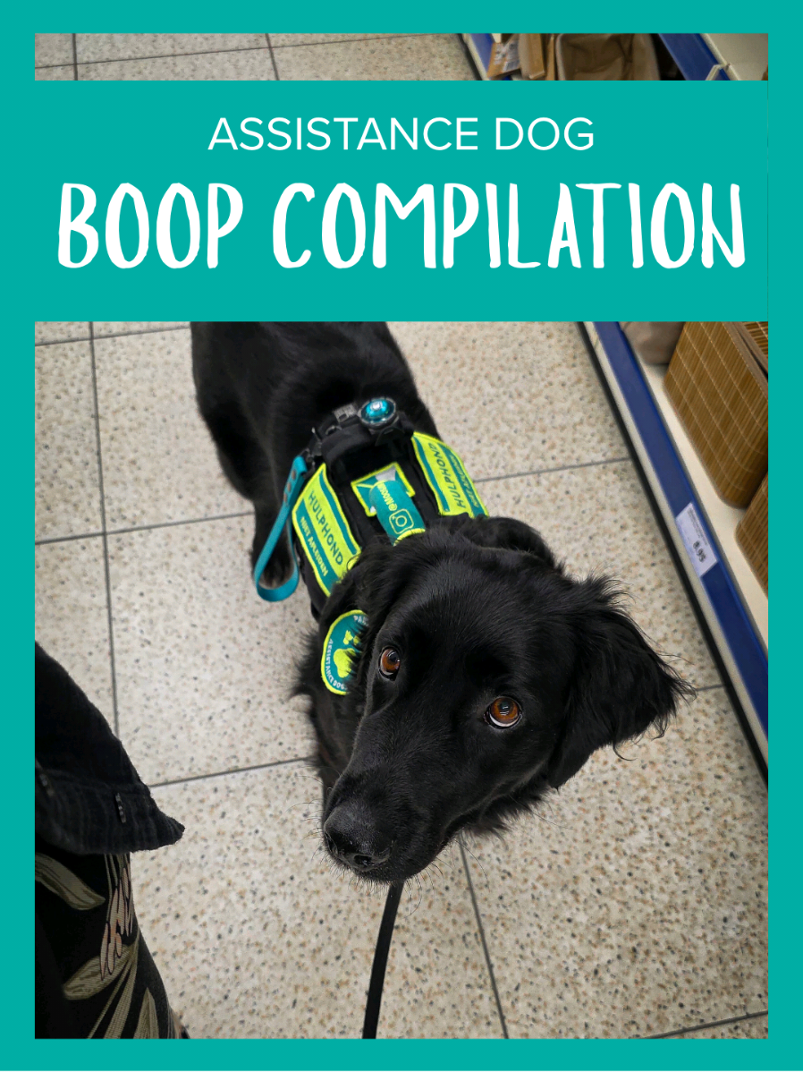 It's time for yet another boop compilation! I hope you enjoy 🤌🏻 ↟↟↟ #assistancedog #hulphond #servicedog #autism #autismservicedog 