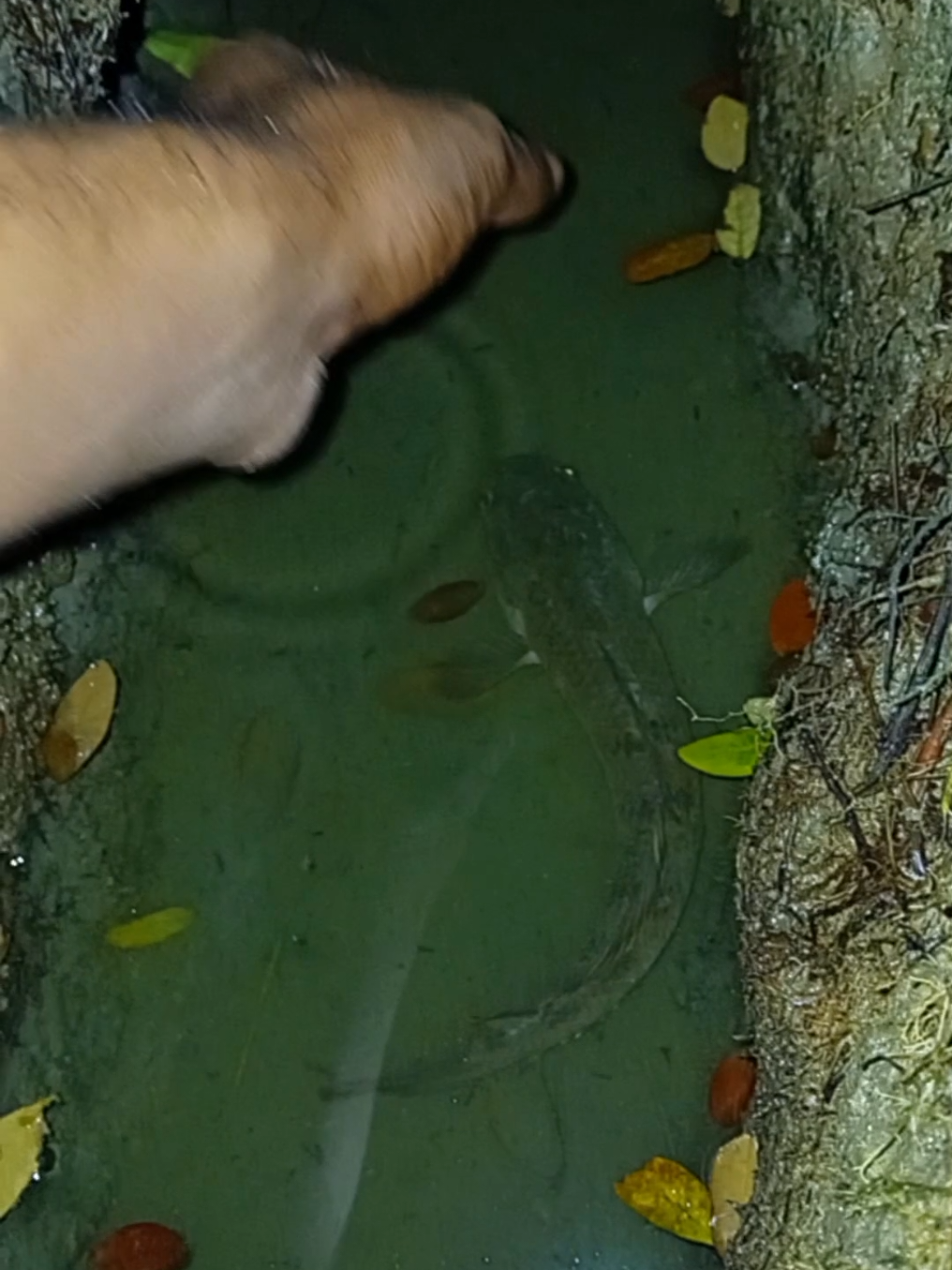 সন্ধ্যার পর মাছ ধরতে চলে আসলাম। fishing। night fishing #fishing #mrhlife #fishingvideos #fishinglife #mdrabbihowlader 