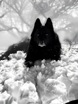 #karelianbeardog #traildogs #waitingonwinter #dogs 