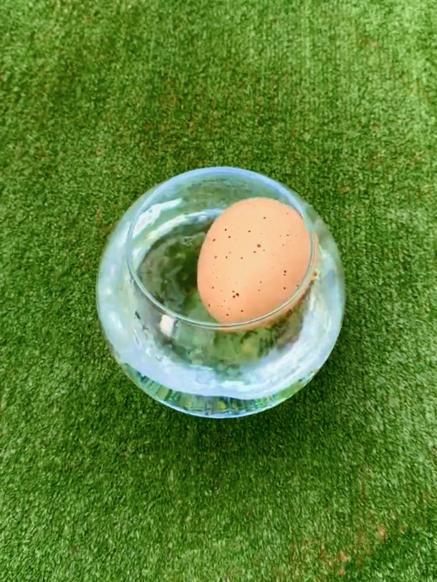 man brought a shark egg #amazingfacts #gyankabhandar2 #follwers78k 