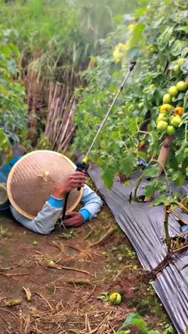 POV: naliko ngobat krungu rego tomat mudun🙃 #petanimuda #petanimilenial #petaniindonesia🇮🇩🇮🇩🇮🇩🌿🌿 #petanitomat 