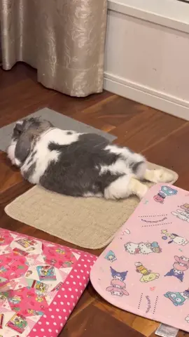 オススメのダイエット法 実際にダイエット成功した方 おしえてください 可愛い名前があるのに ボールって呼ばれます ちゃんとやります、ダイエット 記録として #うさぎ #ロップイヤー #ダイエット #横幅系 