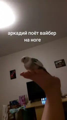 звонит #попугай #корелла #вайбер #аркадий 