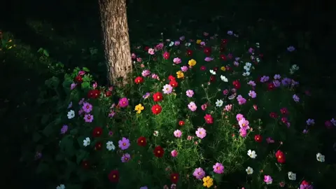 “Từ đó xuân thu không liên hệ Phong nguyệt chẳng tương phùng “#xuhuong #viral #flowers #fyp #foryou 
