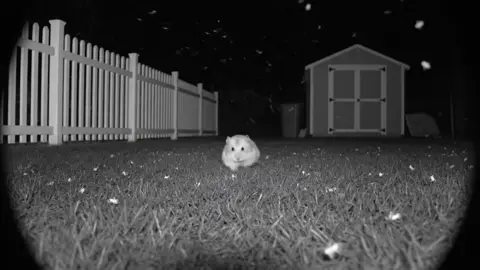 It's a new post! I hope you'll come and see me🫰🏻🫰🏻🫰🏻 #hamsters #fanyvideo #hamstersoftiktok ##aivideo 
