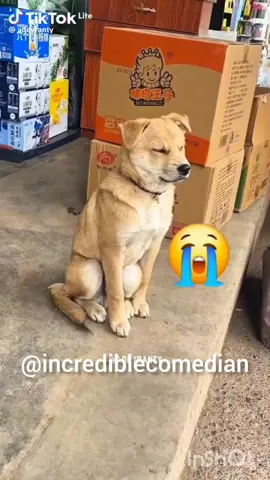 u are next#dog #fyp @mr funny1😂