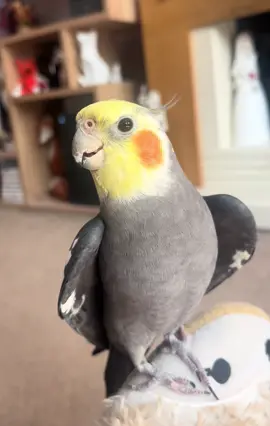 🐦🥰#parrot #cockatiel #talkingparrot #crazyparrot #funnyparrot 