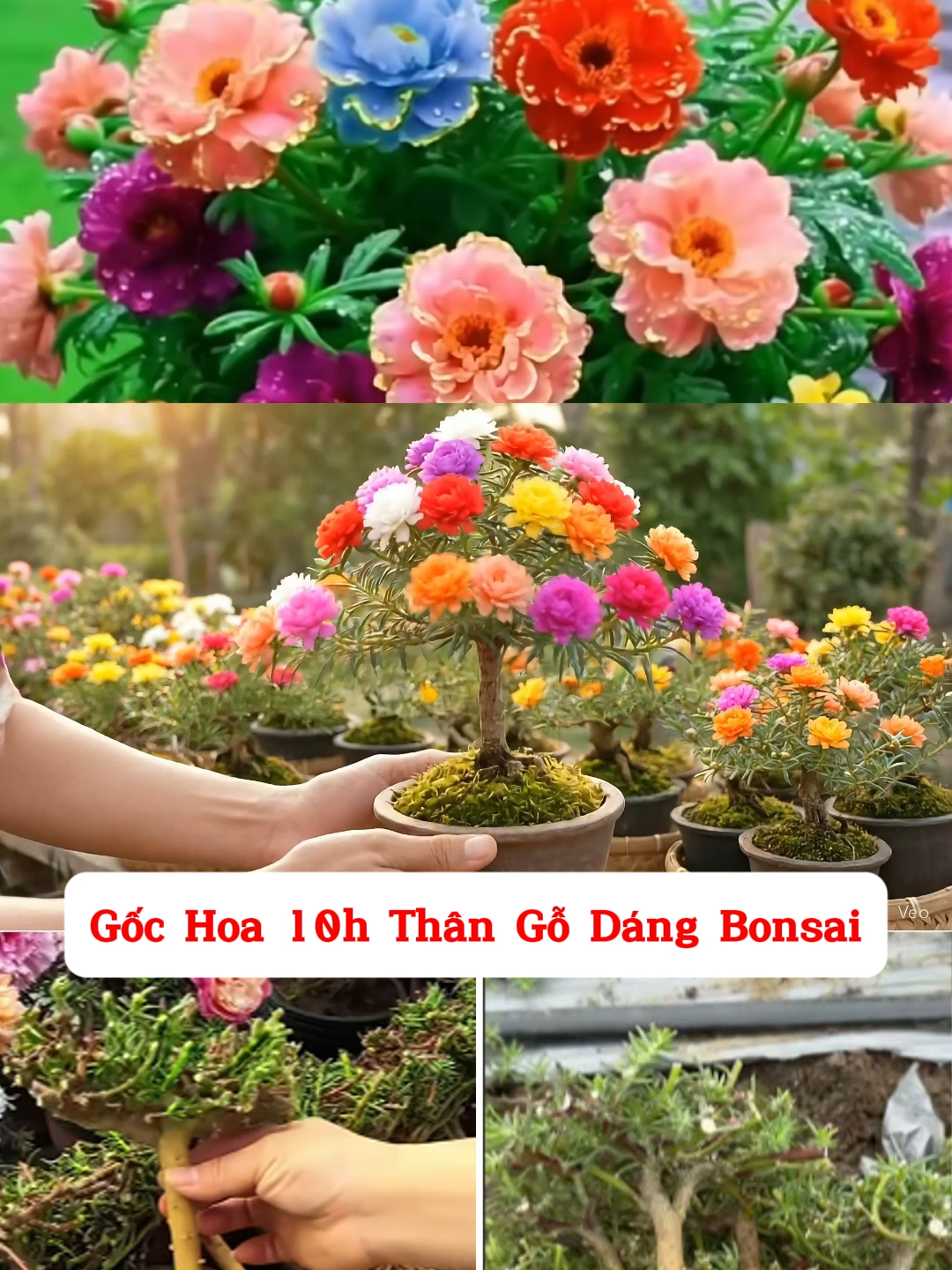 Gốc hoa 10h bonsai mix 12 màu đào tại vườn ưu đãi 50%, các bác ấn mua ngay nhanh nhé, số lượng không còn nhiều đâu ạ #LearnOnTikTok #hoa10hbonsaii #thichtrongcay #vuonuomcaygiong