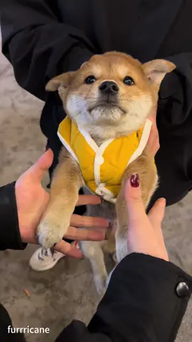 Dog core. #dog #dogsoftiktok #fyp #foryou #funnydog   