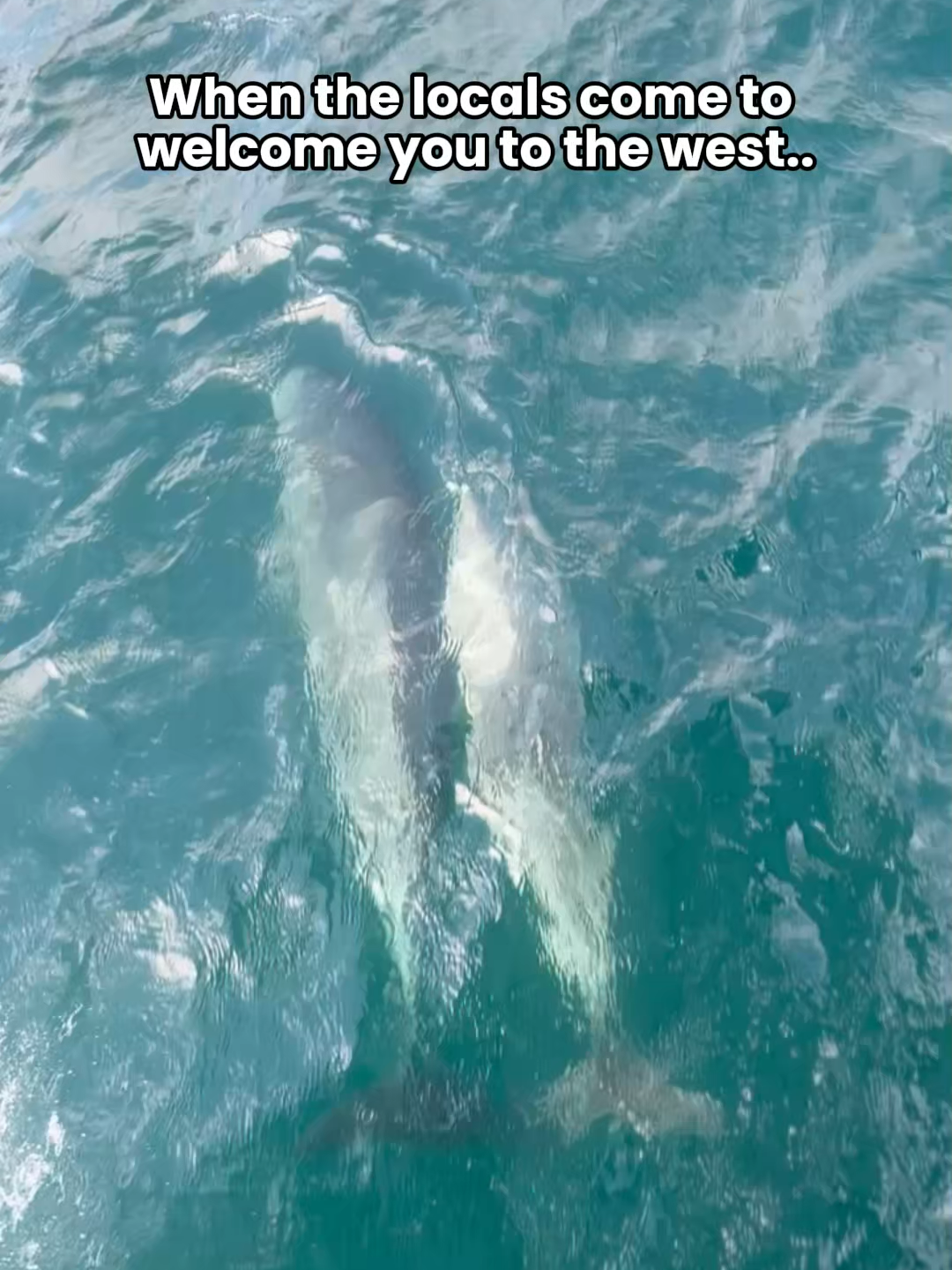 🐬 Isn’t this just the warmest welcome?! Some people get a handshake… our passengers sometimes get a dolphin escort. These playful locals love to pop up alongside Doolin Ferry, showing off as we sail to the Aran Islands and Cliffs of Moher. It’s not every day you get to cruise with the Atlantic’s friendliest residents, but when it happens, it’s pure magic. 💙 Ready to meet them? Your island adventure starts here. 📅 Book now at doolinferry.com #DoolinFerry #AranIslands #CliffsOfMoherBySea #WildAtlanticWay #IrelandTravel #Dolphins #fyp