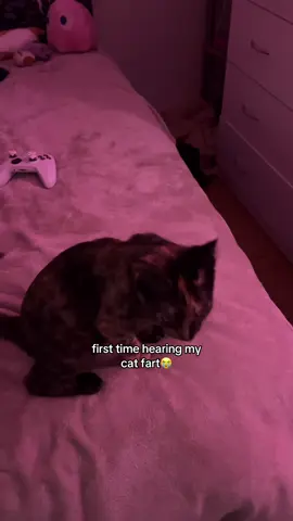 can’t stop laughing 😂  ALSO i keep getting comments about her collar, i have taken it off and she’s okay💗 #fyp #foryou #funny #catsoftiktok #viral 