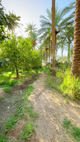 #سوالف_هيتاويه_المصور_ازهر_الحسيني #المصور_ازهر_الحسيني #تصوير_ازهر_السيد #بيج_سوالف_هيتاويه 