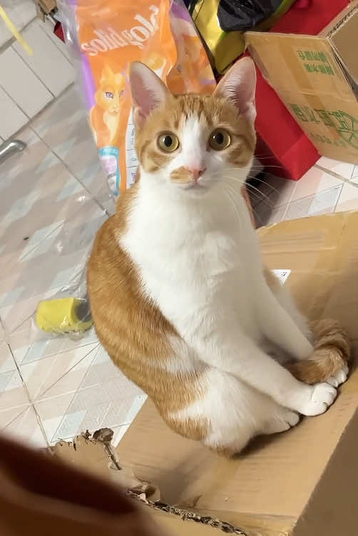 Cats naturally mimic their owners !🥰🤣#cat #catsoftiktok #funnycat #funnyvideo #funnytiktok #fyp #foryou #tiktok 