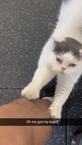 Destructive cat#funnycats #funnyanimals #petvideos #cat #catsoftiktok #fyp #usa #longervideos#catsoftiktok #fyp