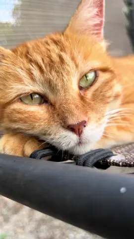 Lucky really likes to relax to a little classical piano when she takes her afternoon naps. #barncat #cat #catsoftiktok #nap #beethoven 