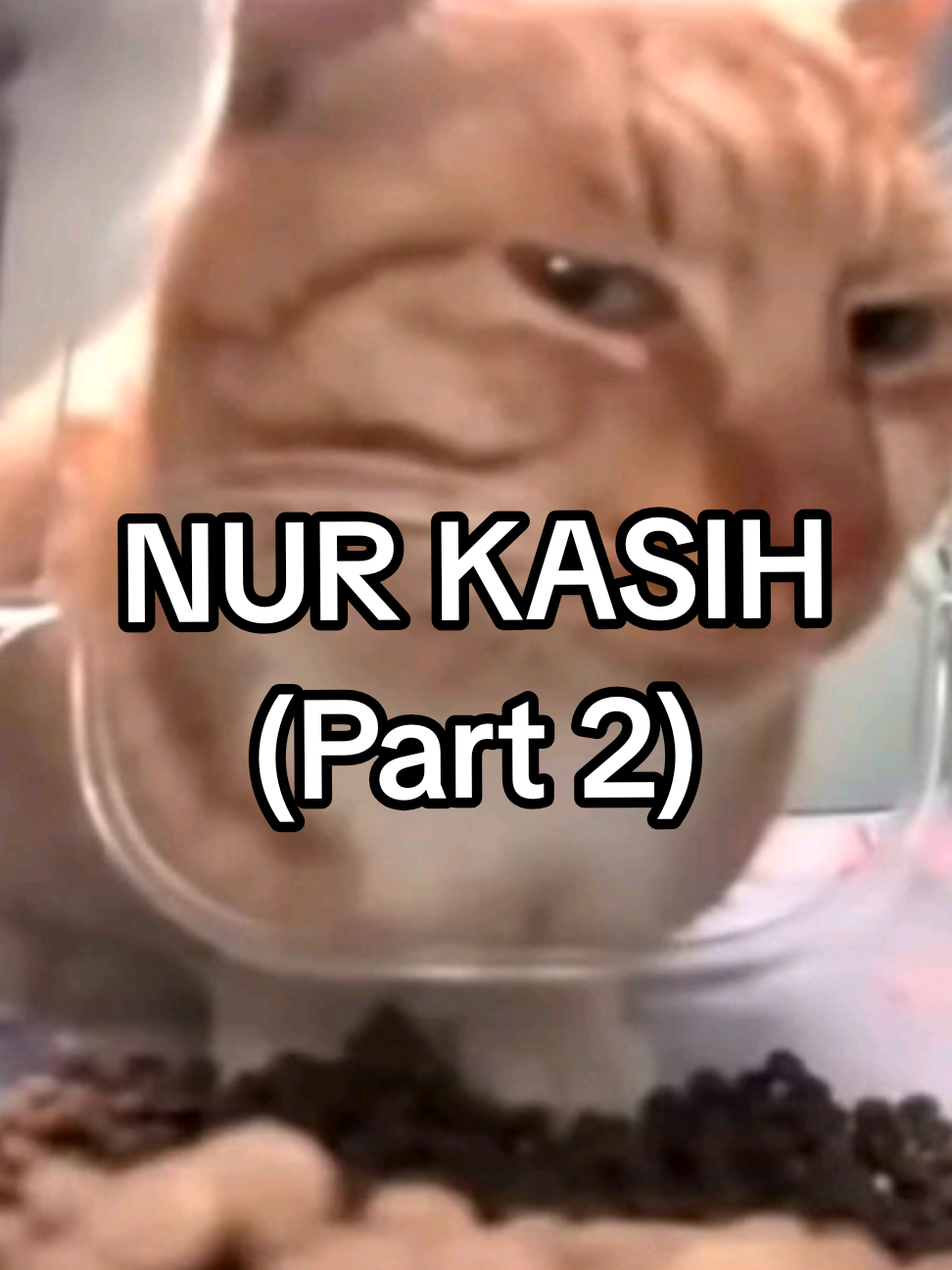 Photo comment onleh #dailylife #cat #lyrics #kucing #jiwang