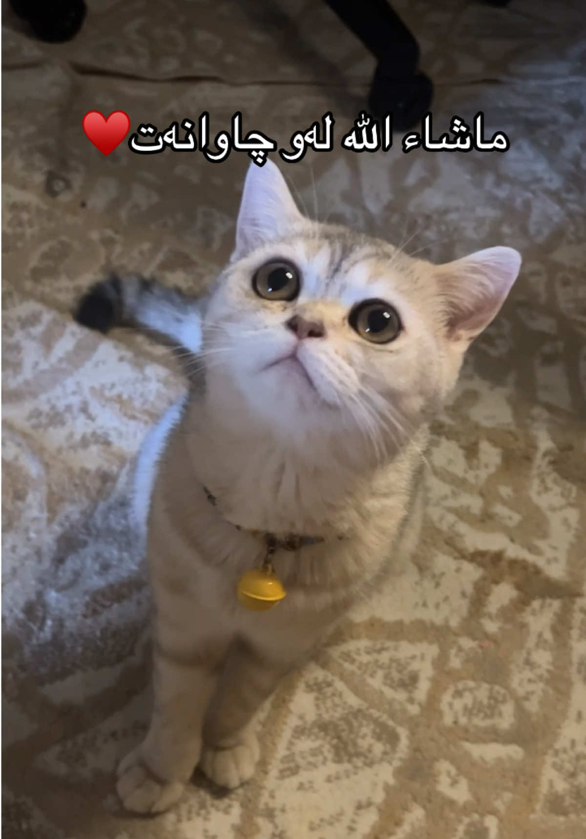 ڕەبی بەساقەو بم♾️♥️ #fyp #foryou #slemani #پشیلە #hawler 