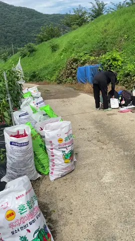 Mùa ớt đã tới