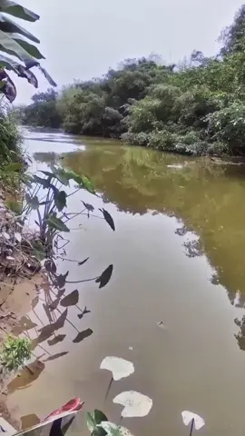 ikan sungai Amazon  #fyp #ikan #fish 