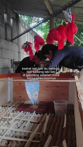 pemula☺ #ternakjangkrik #suksesmuda #berhasilamin☺️🤲 