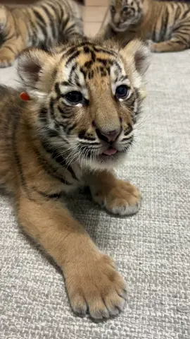 Cutest little baby tiger chuffs…the equivalent of cats purring🥰#tiger #happy #purr #fyp 