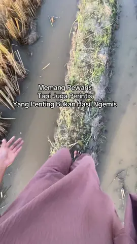 Mana ni sesama anak petani padi dan petani padi salam kenal🔥 #cewepertanian #anakpetani🌾 #foryou #fypシ゚viral #zxycba 