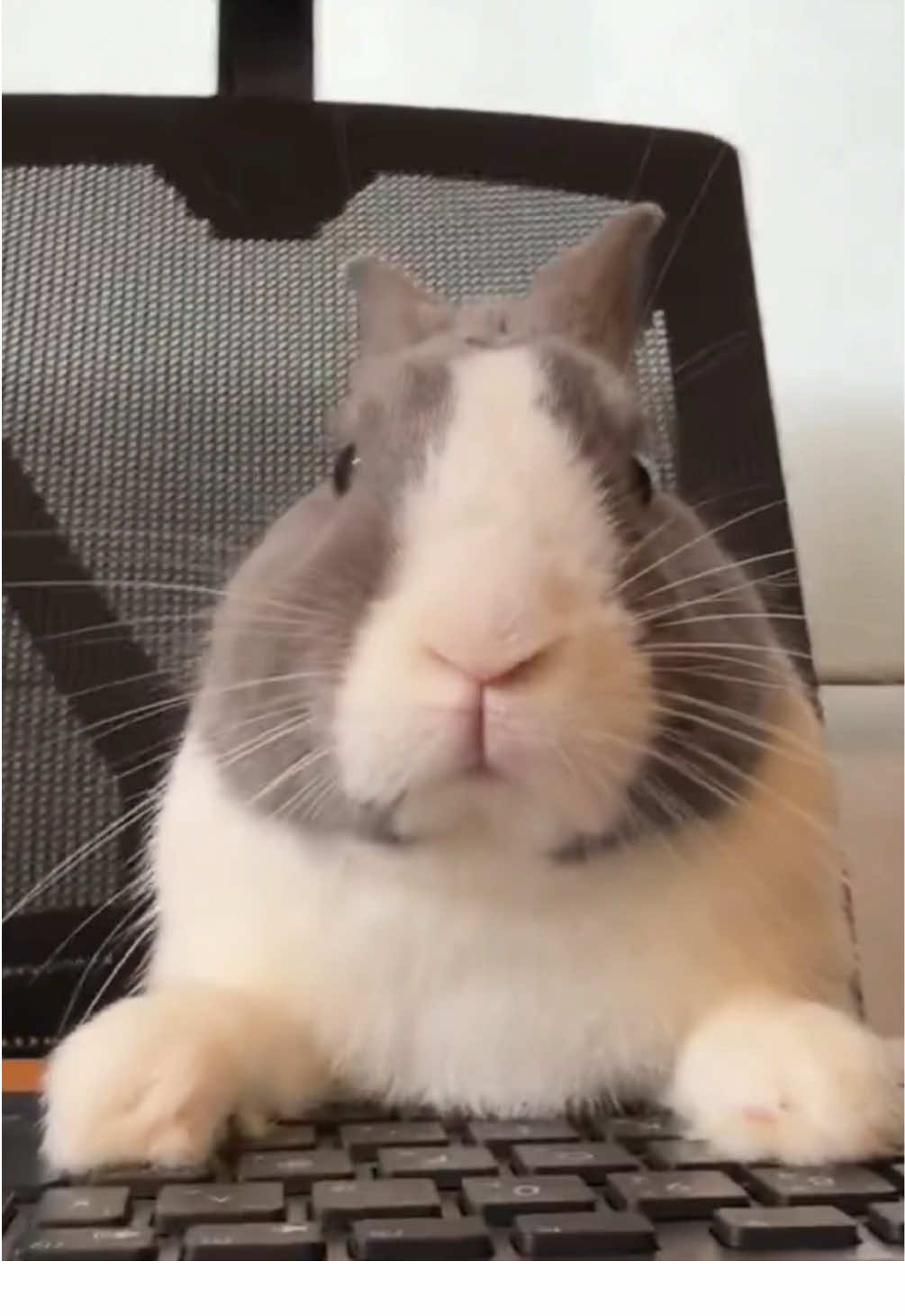 business rabbit ok #business #rabbit #edit #capcut #funny