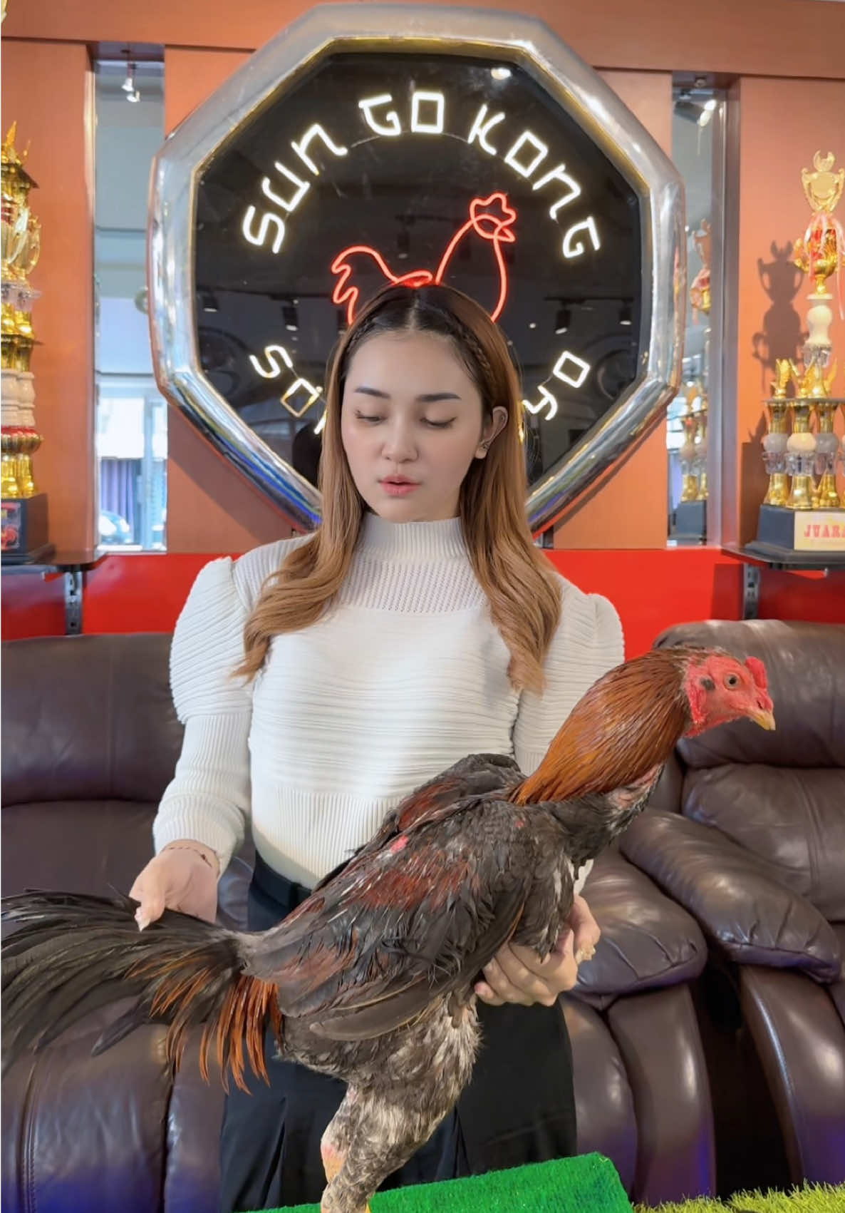 coba spill foto ayam kalian dikomentar #sungokongfarm #sungokongmalang #pecintaayam 