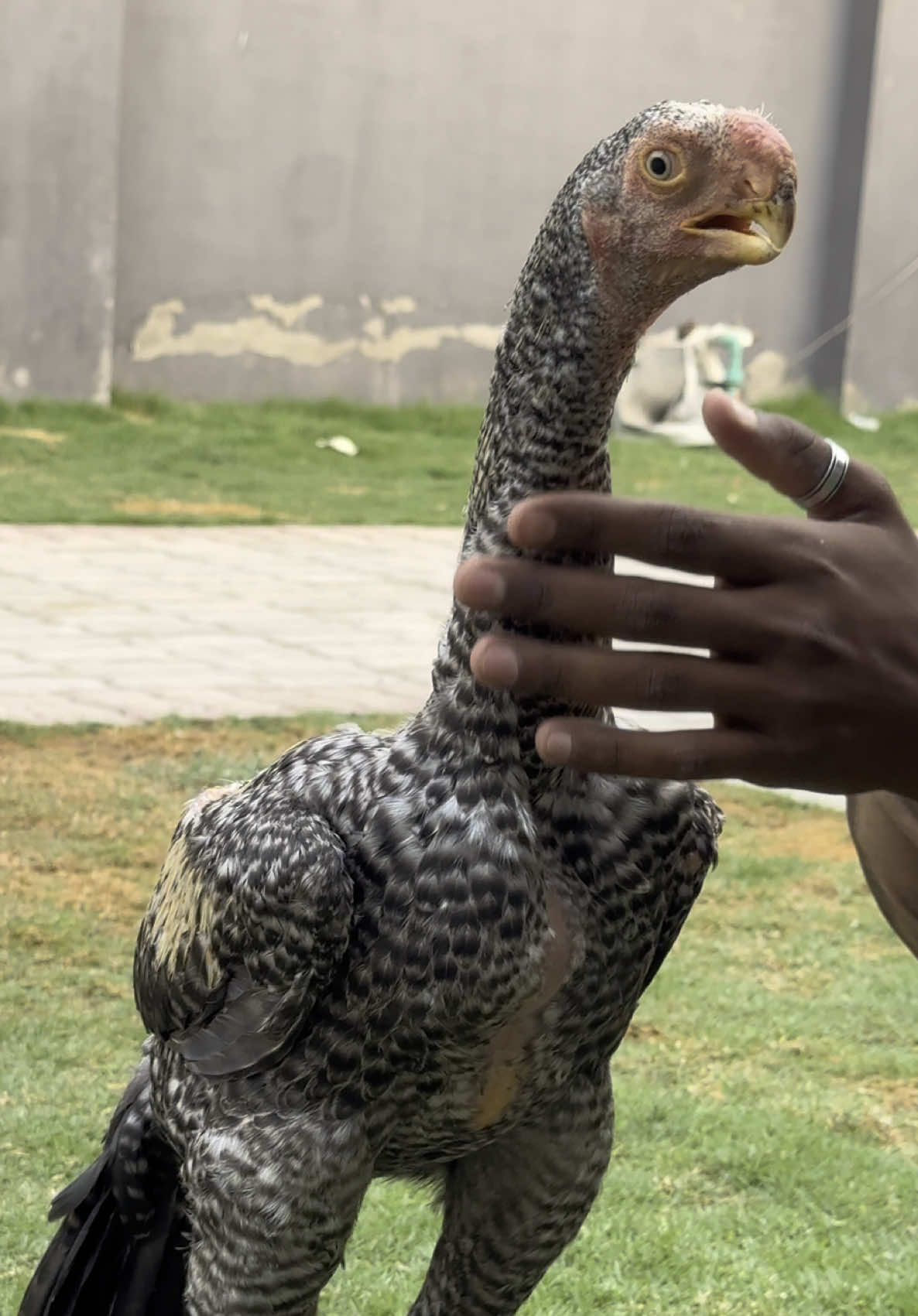 Parrot beak long tail aseel 